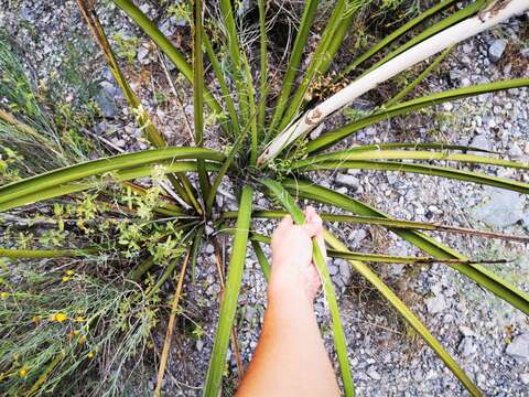 Imagem de Hesperaloe funifera (K. Koch) Trel.