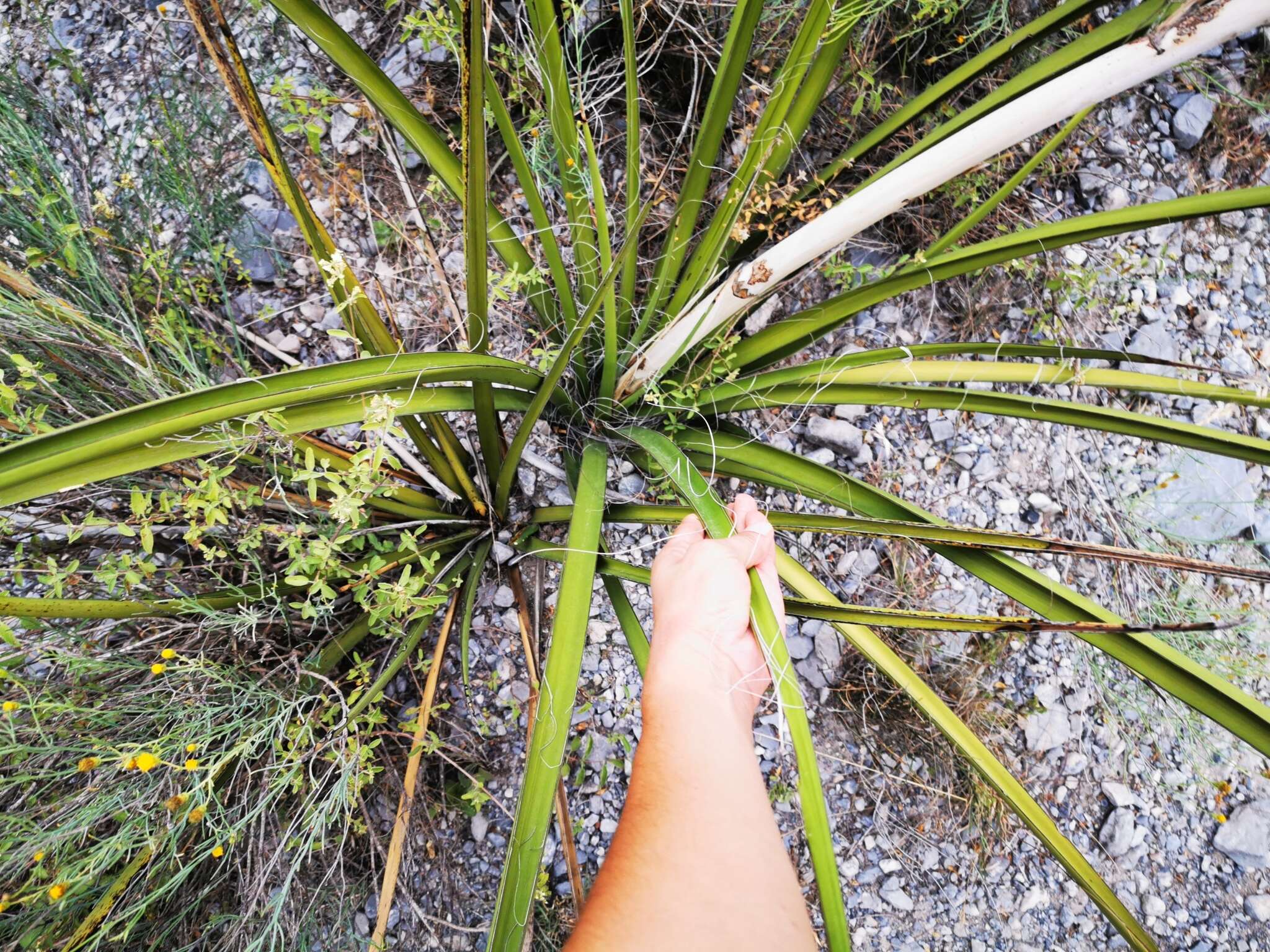 Image de Hesperaloe funifera (K. Koch) Trel.