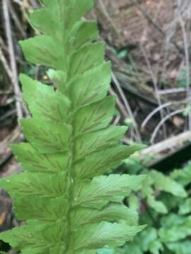 Image of Asplenium nitidum Sw.