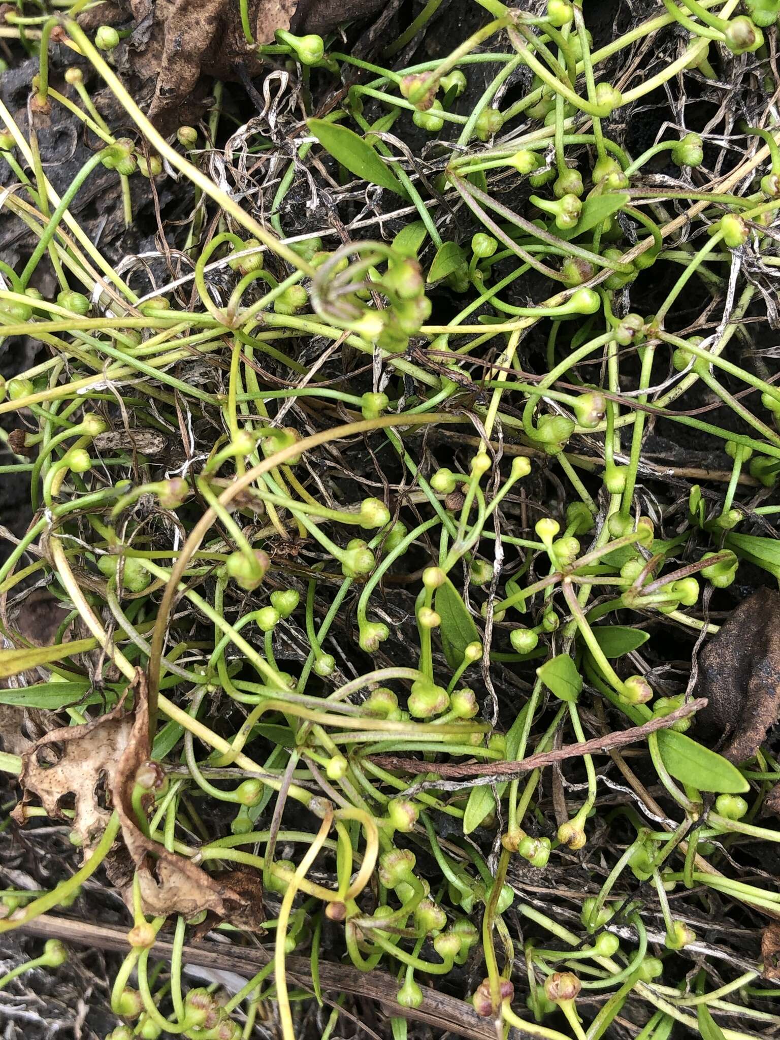 Image of Dwarf Burhead Pygmy Swordplant