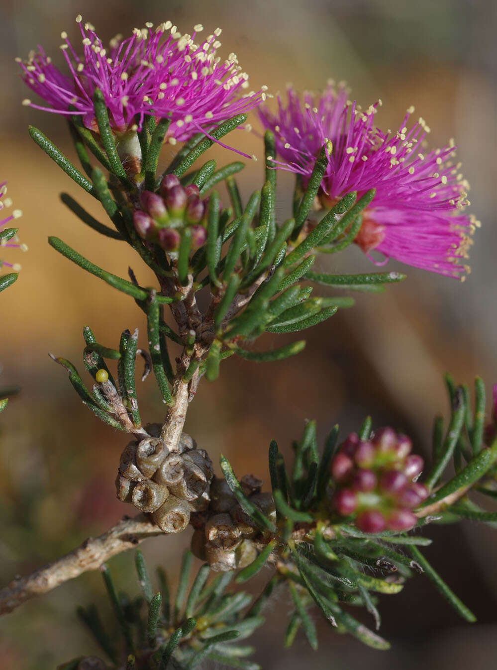 Image de Melaleuca parviceps Lindl.