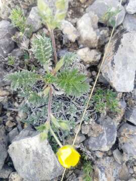 Image of Potentilla sericea L.