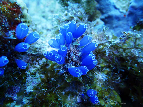 Image of Clavelina puertosecensis Millar & Goodbody 1974