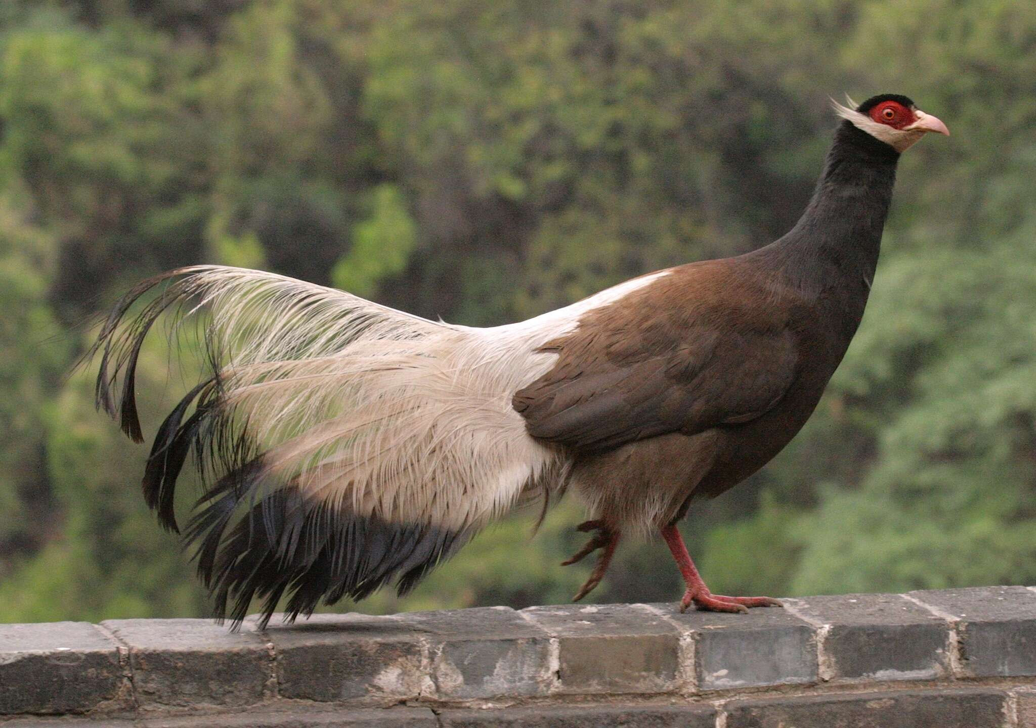 Image of Brown Eared Pheasant