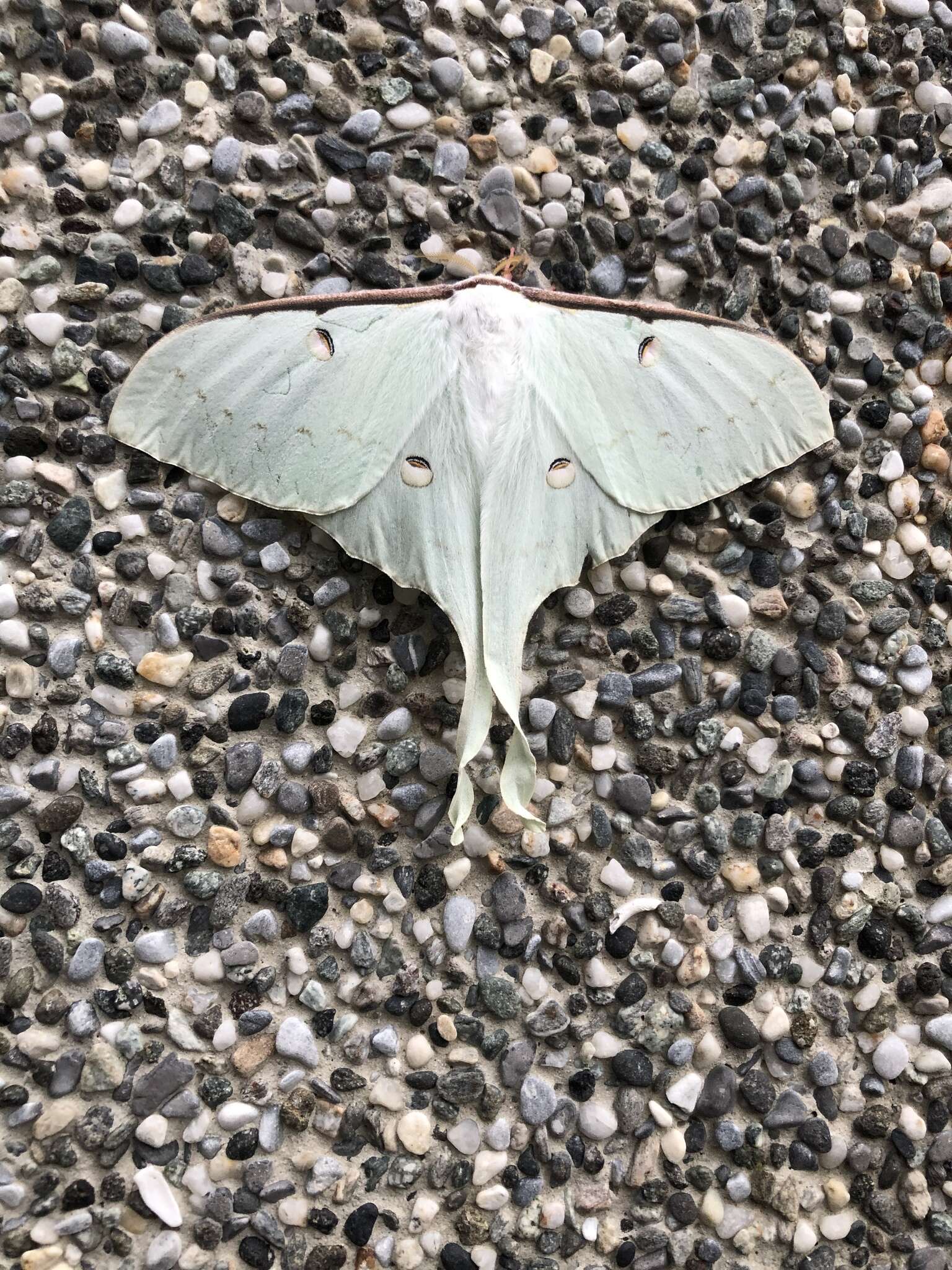 Imagem de Actias sinensis subaurea Kishida 1993