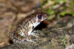 Image of Pulchrana glandulosa (Boulenger 1882)