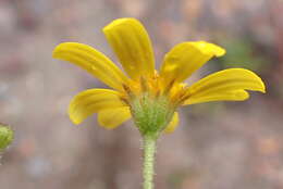 Image of Osteospermum bolusii (Compton) T. Norl.