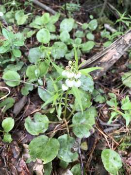 Image of common wintergreen