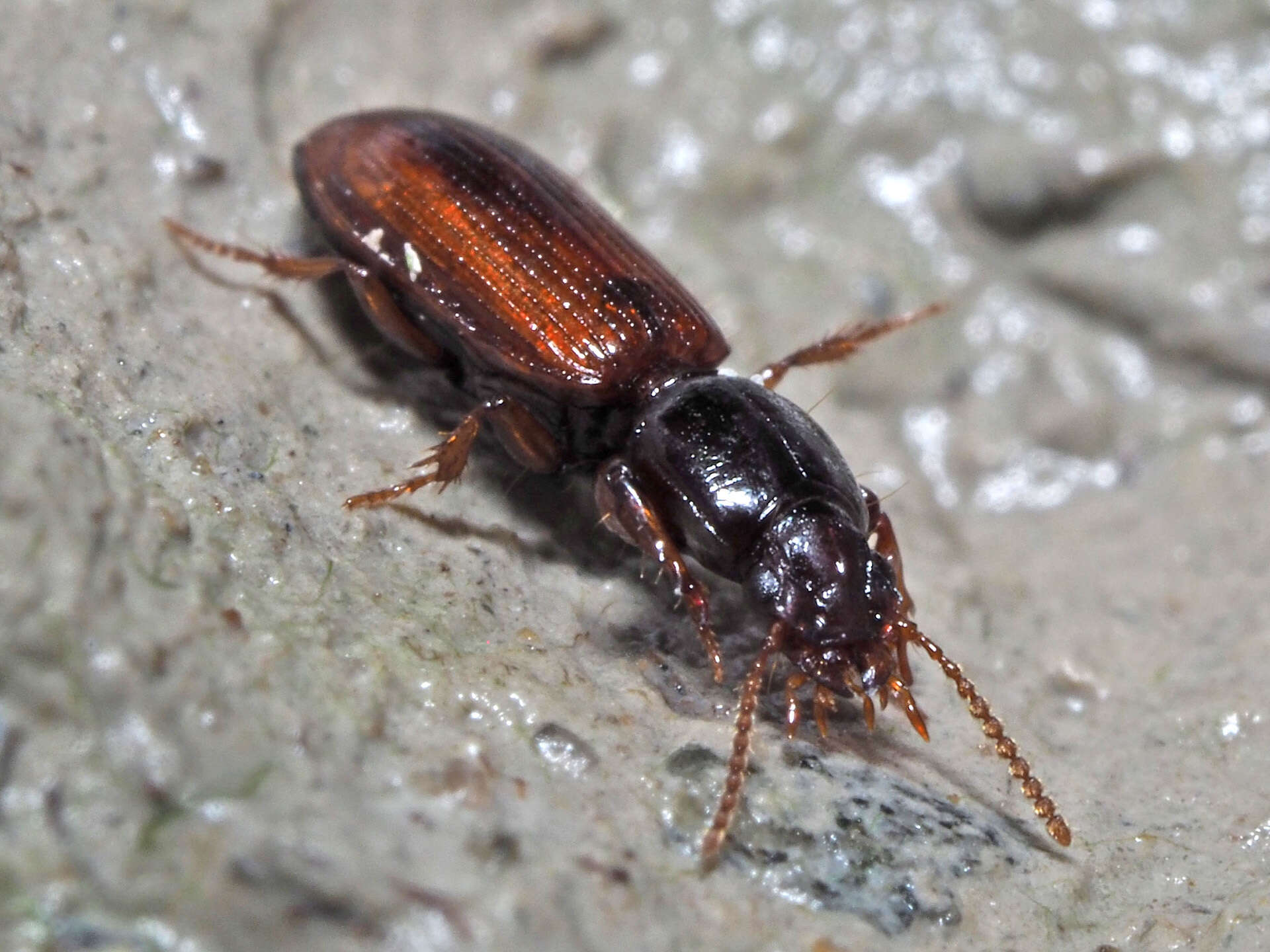 صورة Clivina (Clivina) collaris (Herbst 1784)