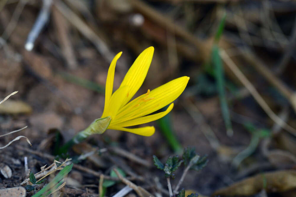 Image de Sternbergia lutea subsp. greuteriana (Kamari & R. Artelari) Strid