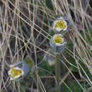 Image of Pulsatilla campanella Fisch. ex Regel & Tiling