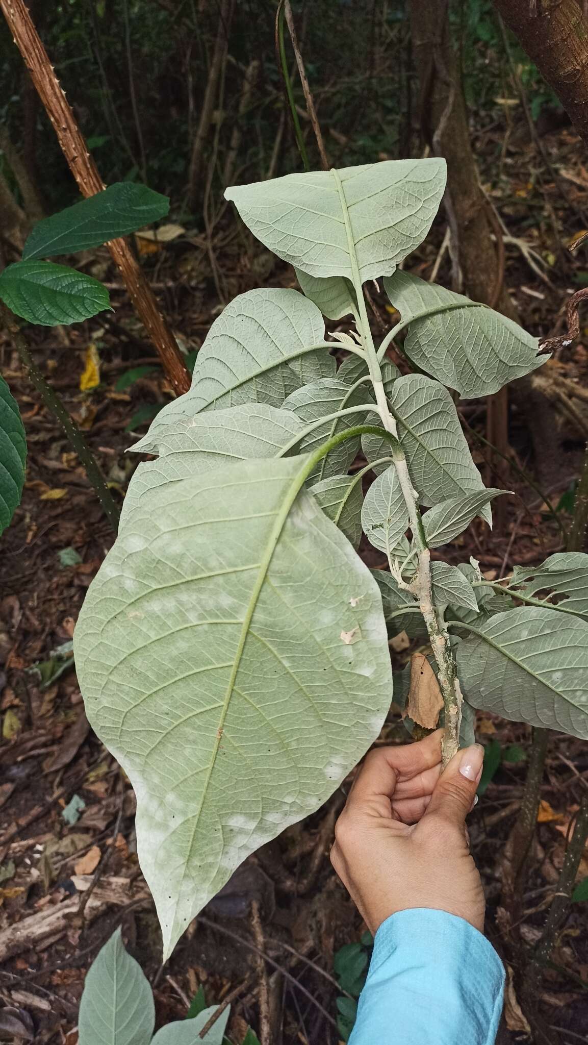 Plancia ëd Solanum hazenii Britton