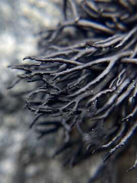 Image of brittle lichen