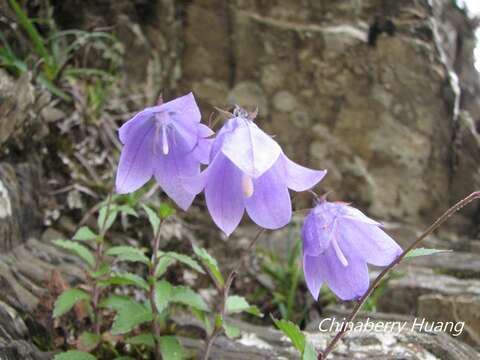 Imagem de Adenophora morrisonensis subsp. uehatae (Yamam.) Lammers