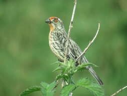 Image of Rufous-tailed Plantcutter