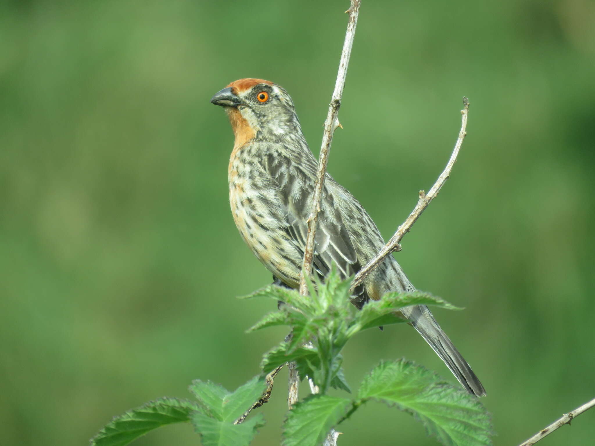 Imagem de Phytotoma rara Molina 1782