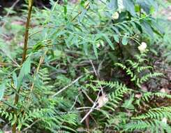 Image of Pimelea ligustrina subsp. hypericina (Hook.) Threlfall