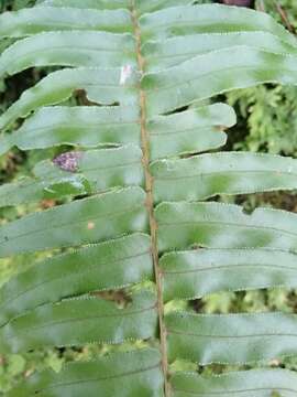 Image de Nephrolepis brownii (Desv.) Hovenk. & Miyam.