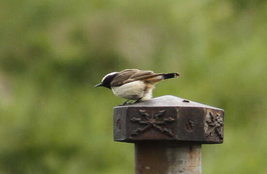 Image of Kurdish Wheatear