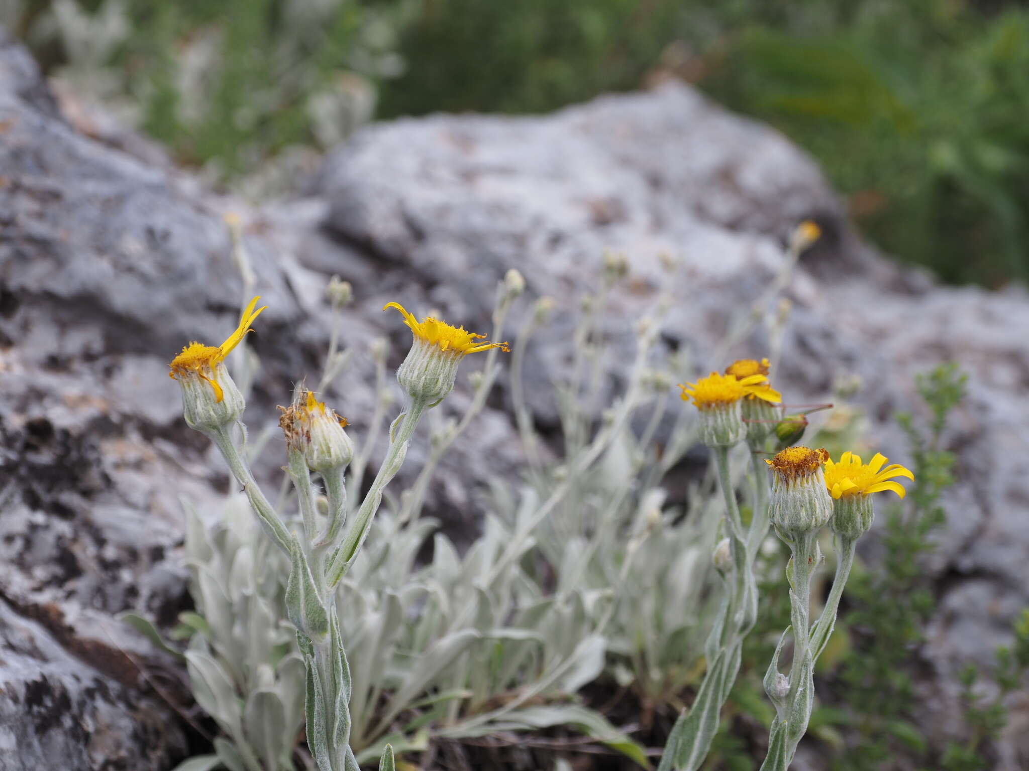 Image of Senecio eubaeus Boiss. & Heldr.