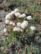 Image of Armeria arenaria subsp. segoviensis (Bernis) Nieto