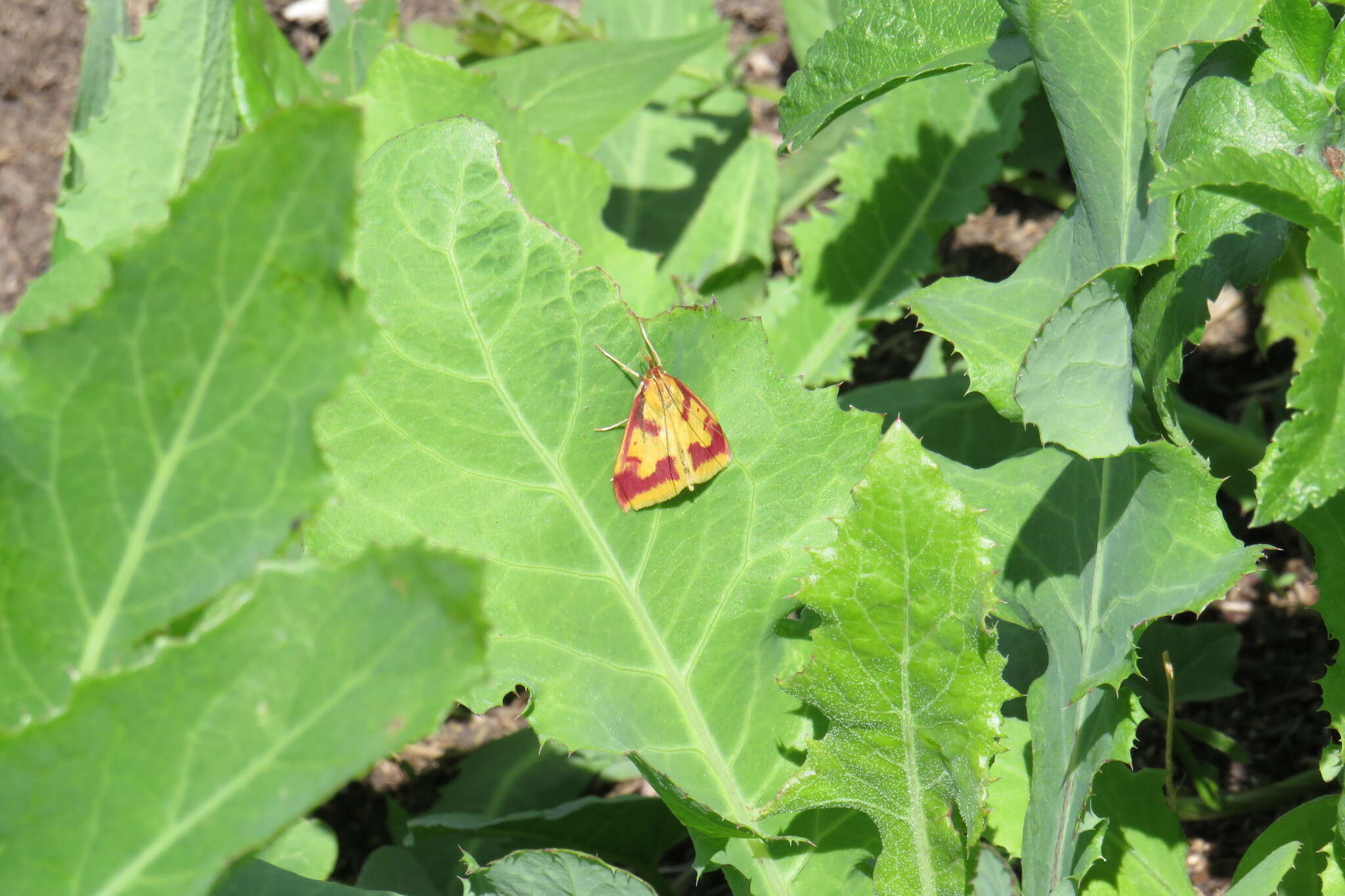 Ostrinia palustralis Hübner 1796 resmi