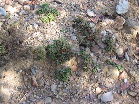 Imagem de Limonium carthaginense (Rouy) C. E. Hubbard & Sandwith