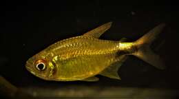 Image of Black wedge tetra