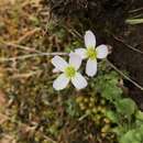 Imagem de Cardamine pattersonii L. F. Hend.