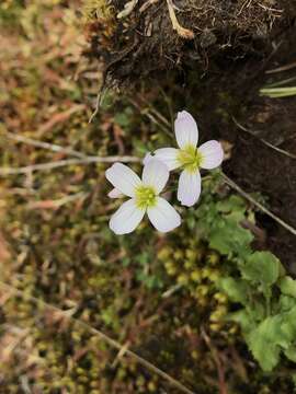 Imagem de Cardamine pattersonii L. F. Hend.