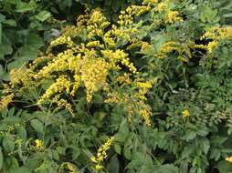 صورة Solidago juncea Ait.