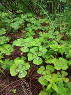 Image of Four-leaved Sorrel