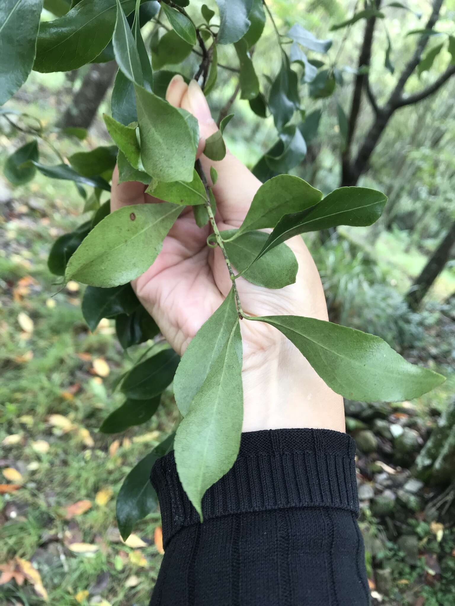 Image of Euonymus carnosus Hemsl.