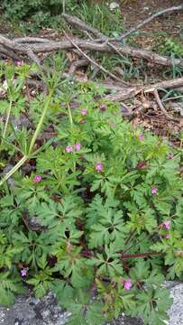 Image of Geranium purpureum Vill.