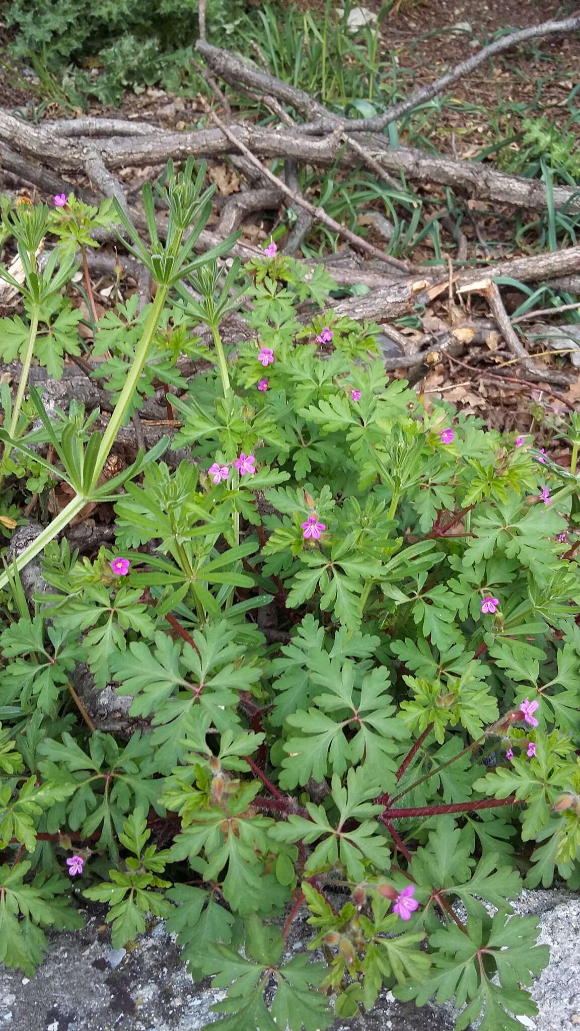 Image of Geranium purpureum Vill.