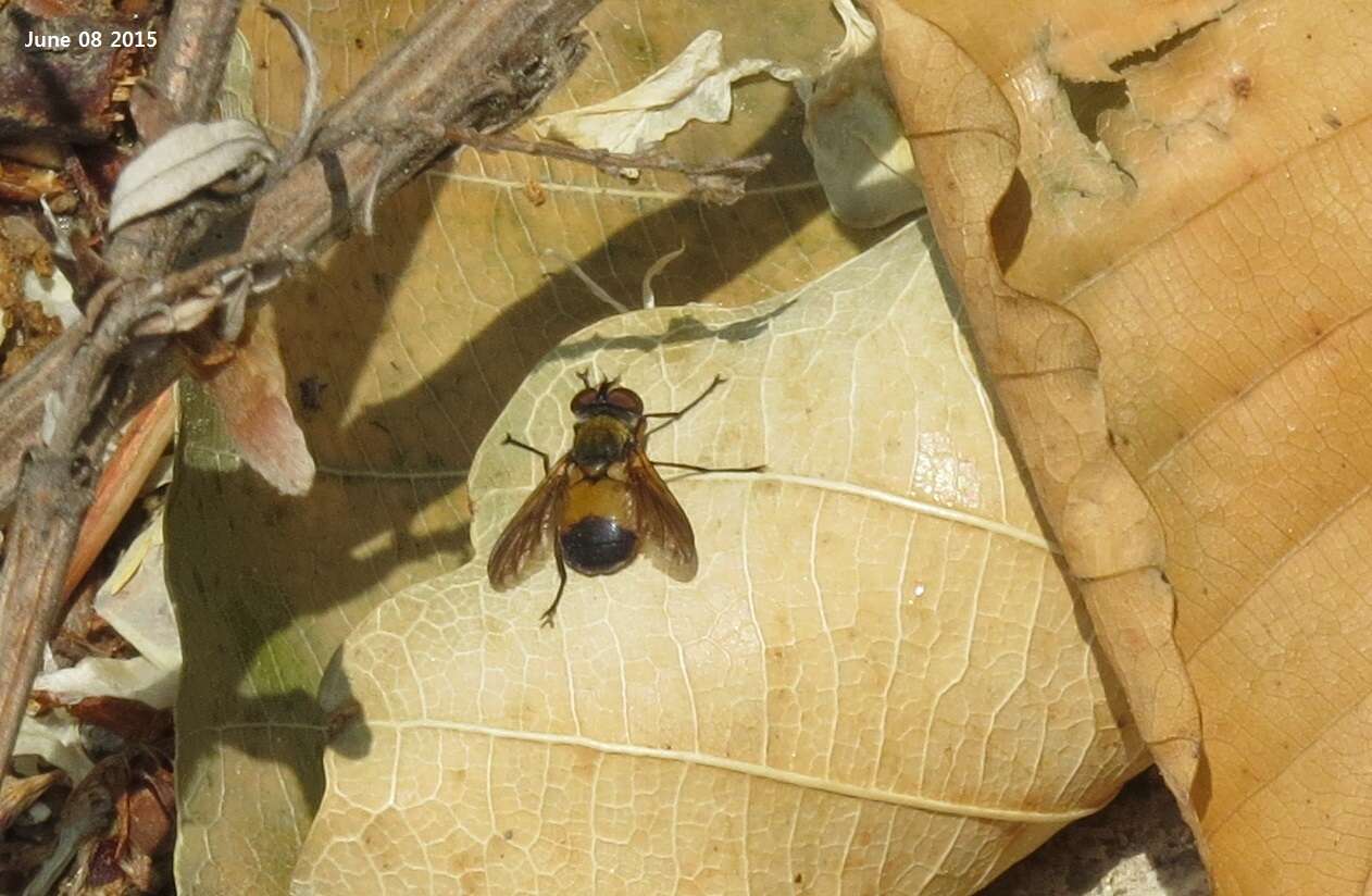 Image of Ectophasia rotundiventris (Loew 1858)