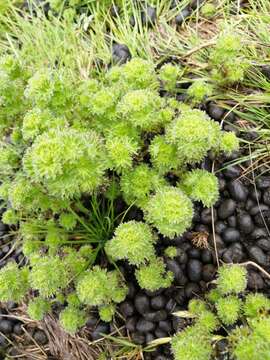 Image of Urtica flabellata Kunth