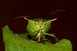 Image de Loxa viridis (Palisot 1811)