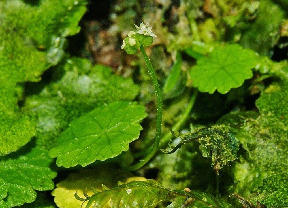 Image de Hydrocotyle pusilla A. Rich.