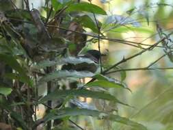 Image of Southern Chestnut-tailed Antbird