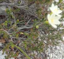 Image of Geissorhiza hispidula (R. C. Foster) Goldblatt