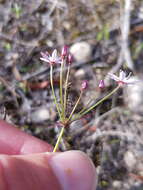 Image of Strumaria tenella subsp. tenella