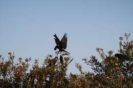 Image of Carnaby's Black Cockatoo