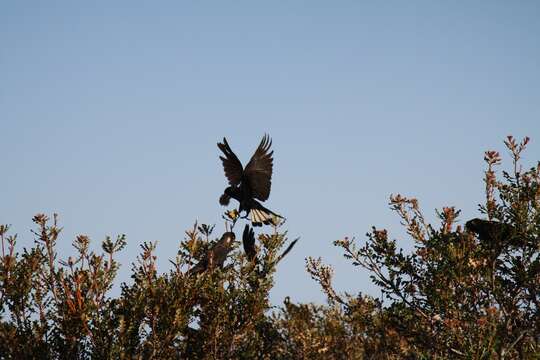 Image of Carnaby's Black Cockatoo