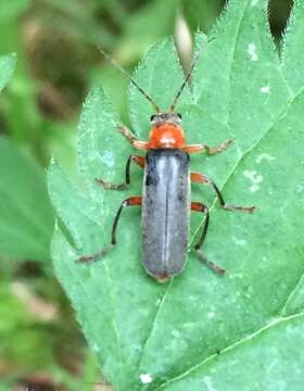 Image of Cantharis pellucida Fabricius 1792