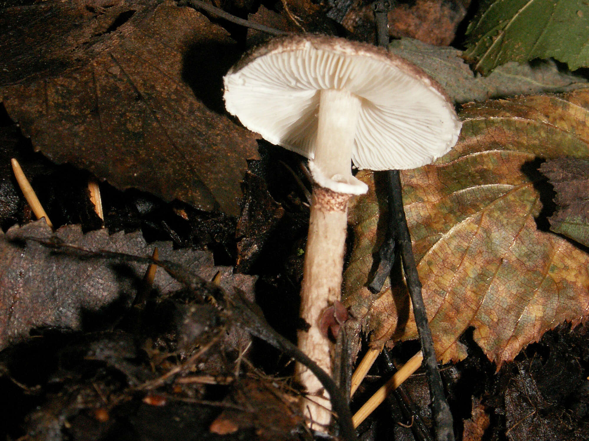 Image of Lepiota pseudolilacea Huijsman 1947