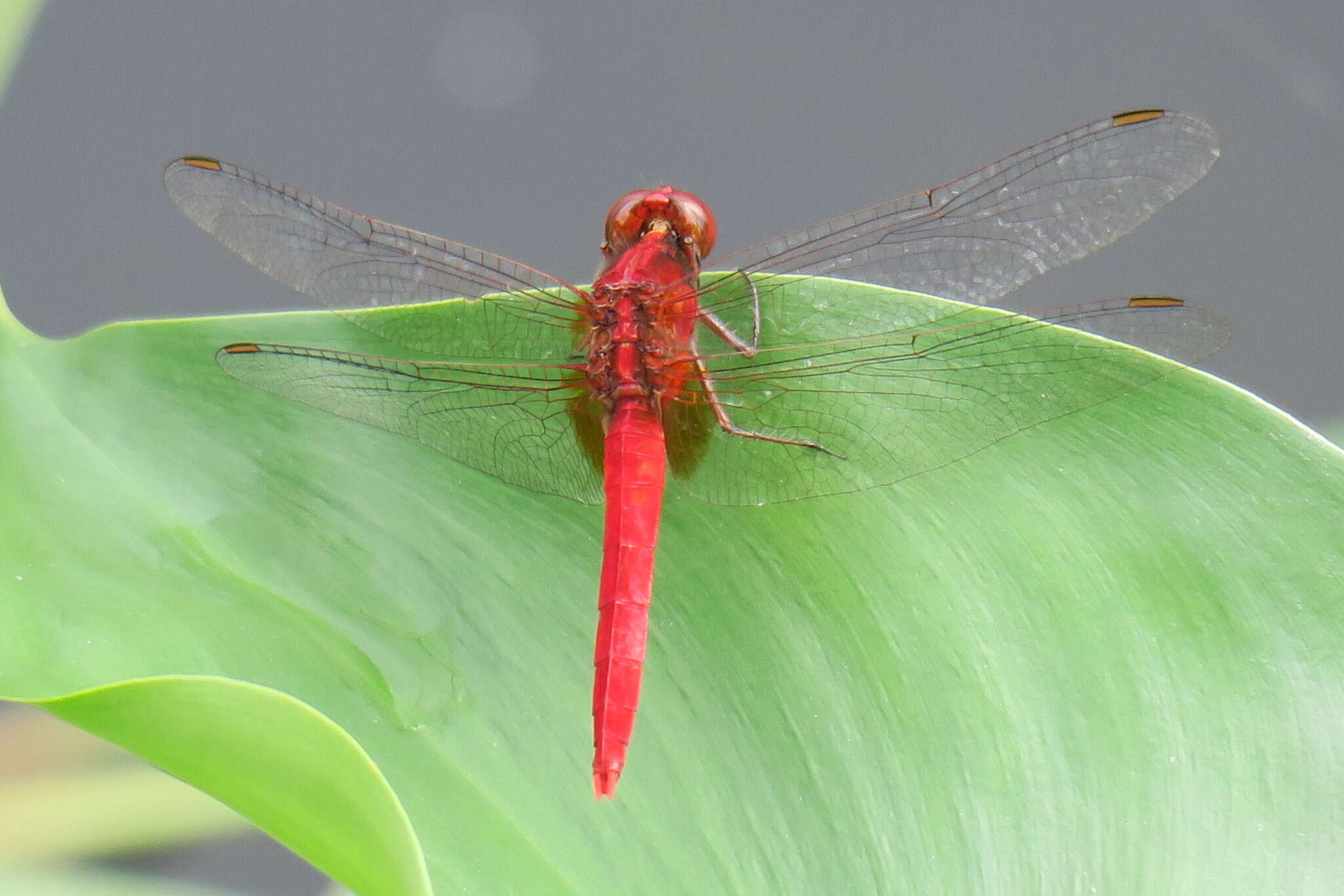 Imagem de Rhodothemis rufa (Rambur 1842)