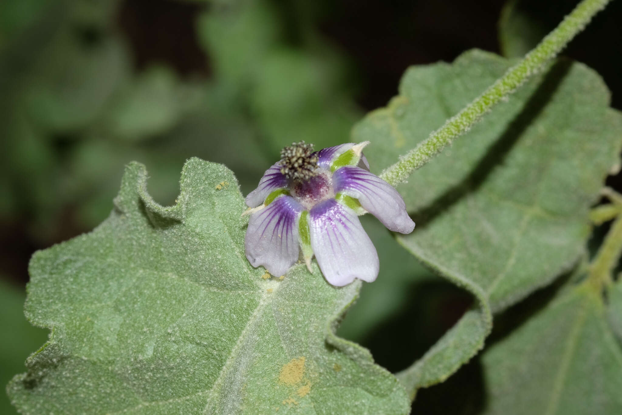 Image of Tarasa operculata (Cav.) Krapov.