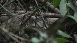 Image of Dusky Fulvetta