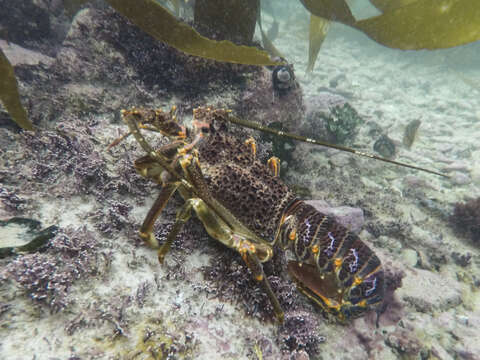 Image of Cape Rock Lobster